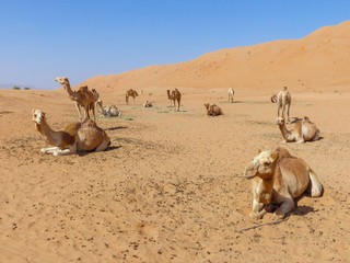 Dromedary at (Camelus dromedarius) Wahiba Sands (Rimal Al Wahiba, Ramlat al Wahiba, Wahiba Sands,...