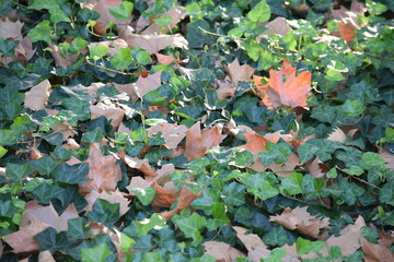 botanical garden brooklyn flowers