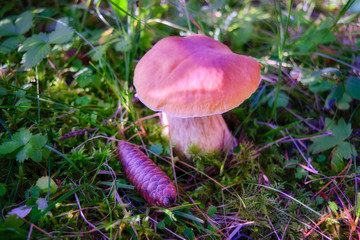 Boletus edulis edible mushroom in the forest. Beautiful boletus edulis in the forest close-up.