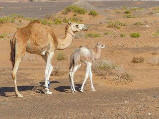 Dromedary at (Camelus dromedarius) Wahiba Sands (Rimal Al Wahiba, Ramlat al Wahiba, Wahiba Sands, Scharqiyya Sands) Sultanate of Oman