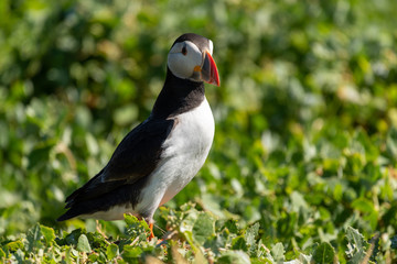 Puffin