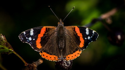 Fototapeta na wymiar Red Admiral Butterfly in the cherry tree