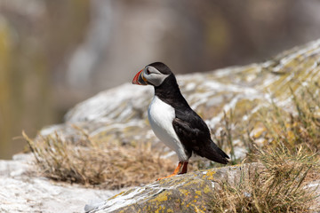 Puffin