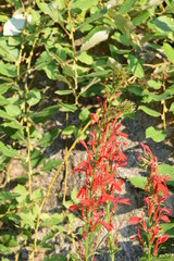 botanical garden brooklyn flowers