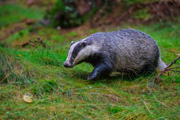Badger in forest creek. European badgerforest swimming in the water, animal in the nature forest habitat, Germany, central Europe. Wildlife scene from nature. Mammal in the water. (Meles meles)