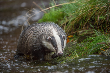 Badger in forest creek. European badgerforest swimming in the water, animal in the nature forest habitat, Germany, central Europe. Wildlife scene from nature. Mammal in the water. (Meles meles)
