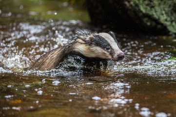 Badger in forest creek. European badgerforest swimming in the water, animal in the nature forest habitat, Germany, central Europe. Wildlife scene from nature. Mammal in the water. (Meles meles)