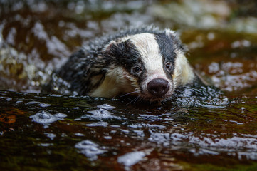 Badger in forest creek. European badgerforest swimming in the water, animal in the nature forest habitat, Germany, central Europe. Wildlife scene from nature. Mammal in the water. (Meles meles)