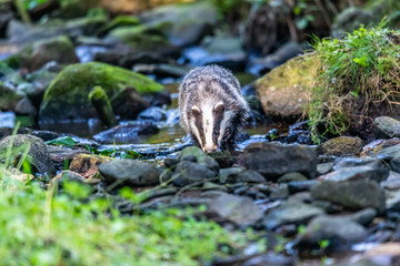 Badger in forest creek. European badgerforest swimming in the water, animal in the nature forest habitat, Germany, central Europe. Wildlife scene from nature. Mammal in the water. (Meles meles)