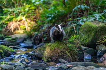 Badger in forest creek. European badgerforest swimming in the water, animal in the nature forest habitat, Germany, central Europe. Wildlife scene from nature. Mammal in the water. (Meles meles)