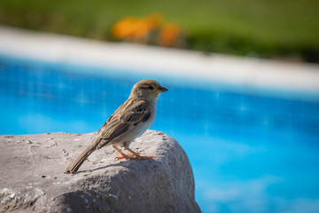 Spatz am Pool