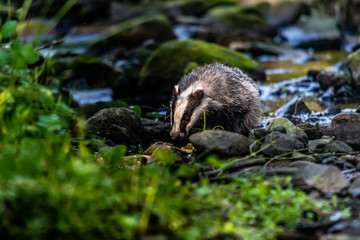 Badger in forest creek. European badgerforest swimming in the water, animal in the nature forest habitat, Germany, central Europe. Wildlife scene from nature. Mammal in the water. (Meles meles)