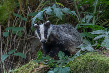 Badger in forest creek. European badgerforest swimming in the water, animal in the nature forest habitat, Germany, central Europe. Wildlife scene from nature. Mammal in the water. (Meles meles)