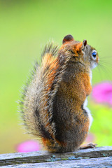 Fluffy squirrel in Canada