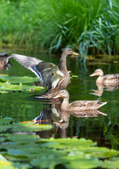 Ente im Teich im Seeleger Moor