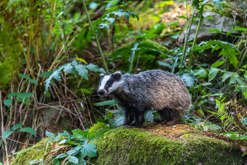 Badger in forest creek. European badgerforest swimming in the water, animal in the nature forest habitat, Germany, central Europe. Wildlife scene from nature. Mammal in the water. (Meles meles)