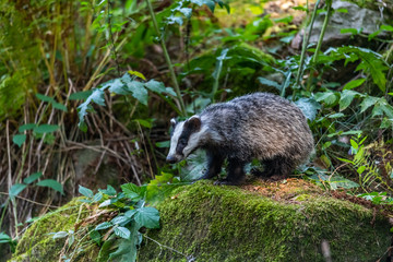 Badger in forest creek. European badgerforest swimming in the water, animal in the nature forest habitat, Germany, central Europe. Wildlife scene from nature. Mammal in the water. (Meles meles)