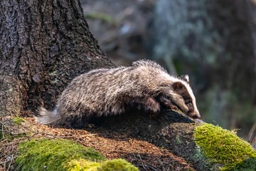 Badger in forest creek. European badgerforest swimming in the water, animal in the nature forest habitat, Germany, central Europe. Wildlife scene from nature. Mammal in the water. (Meles meles)