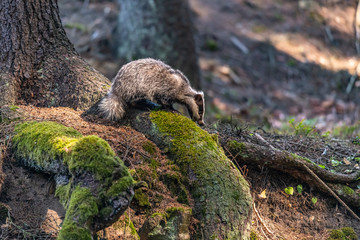 Badger in forest creek. European badgerforest swimming in the water, animal in the nature forest habitat, Germany, central Europe. Wildlife scene from nature. Mammal in the water. (Meles meles) © vaclav