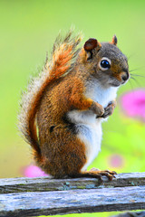 Fluffy squirrel in Canada