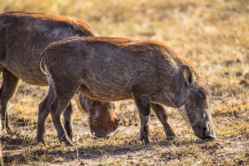 Two African wild boars in the Masai Mara. Kenya
