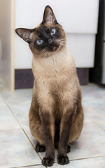 chat qui fait le beau