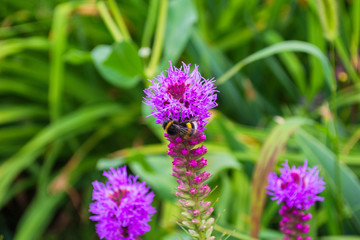 Bumblebee on Liatris pollinates a flower. Bumblebee closeup. Soft selective focus