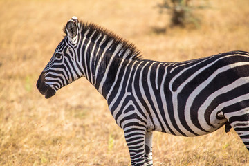 A beautiful zebras looking left in the Masai Mara. Kenya