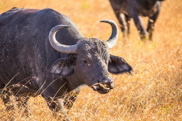 Ox in the Masai Mara. Kenya