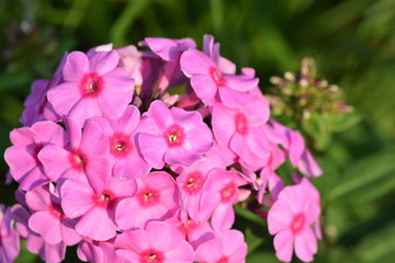 Fototapeta na wymiar flowers brooklyn botanical garden