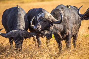 Three African buffalos with birds in the Masai Mara. Kenya