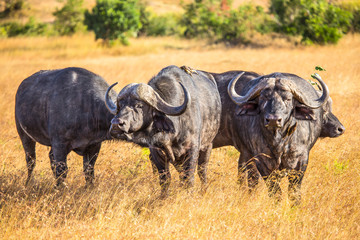 Obraz premium Three African buffalos in the Masai Mara. Kenya