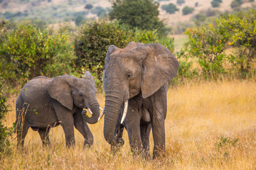 Fototapeta na wymiar An elephant and daughter looking at each other in the Masai Mara. Kenya