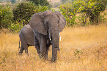 Fototapeta na wymiar An elephant and daughter walking forward in the Masai Mara. Kenya