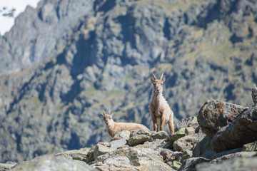 Two stainbocks watching for threats, Val Veny, Italian Alps, Italy
