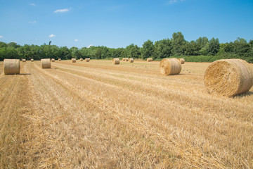 Fototapeta premium Hay sheaf in the farmland outside Milan, Italy