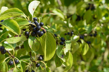 Wild black berry fruit growing outside naturally on a bush in the countryside