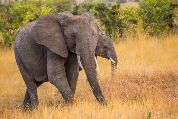 Fototapeta na wymiar An elephant in the Masai Mara. Kenya...