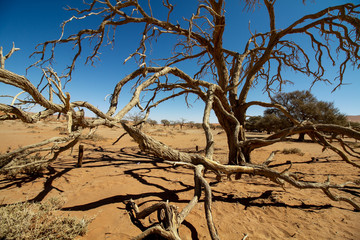 Kahler, trockener Kameldornbaum mit Schatten im Sossusvlei in der Wüste Namib in Namibia mit Dünen aus rotem Sand im Hintergrund