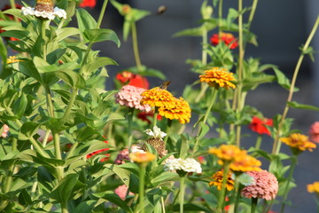 flowers brooklyn botanical garden