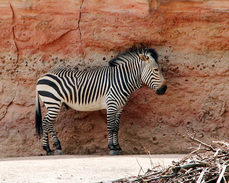 Ein Grant-Steppenzebra steht vor einem roten Felsen Equus quagga boehmi