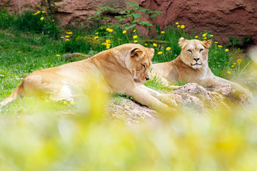 Berberlöwe Panthera leo leo Jungtiere 2