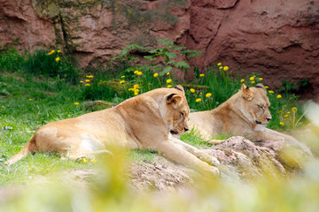 zwei junge Berberlöwen Panthera leo leo Jungtiere