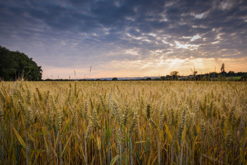 field of wheat