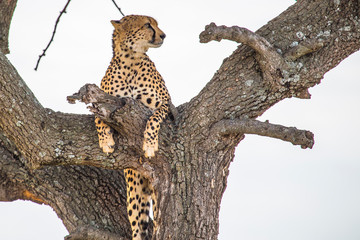 A cheetah on top of a tree looking right in the Masai Mara. Kenya