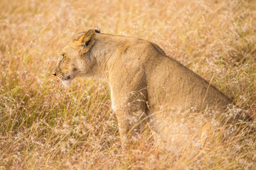 A lioness among the branches in the Masai Mara. Kenya