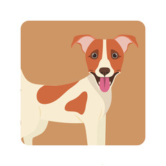 cute jack russell rerrier dog on white background