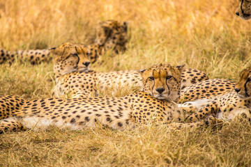 The family of cheetahs called the five musketeers looking at the camera in the Masai Mara. Kenya