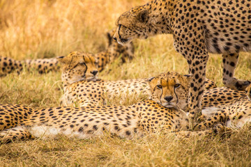 The family of cheetahs called the five musketeers in the Masai Mara. Kenya