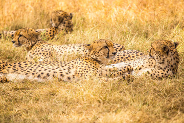 The beautiful family of cheetahs called the five musketeers in the Masai Mara. Kenya